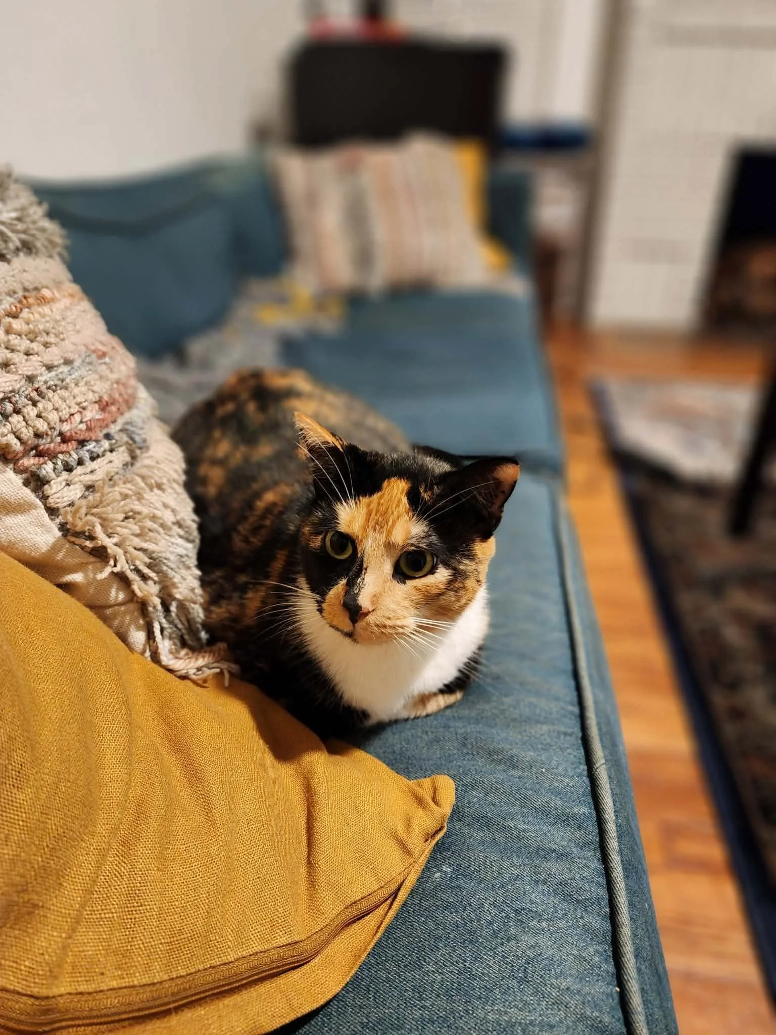 A calico cat sitting on a blue couch with a mustard yellow pillow.