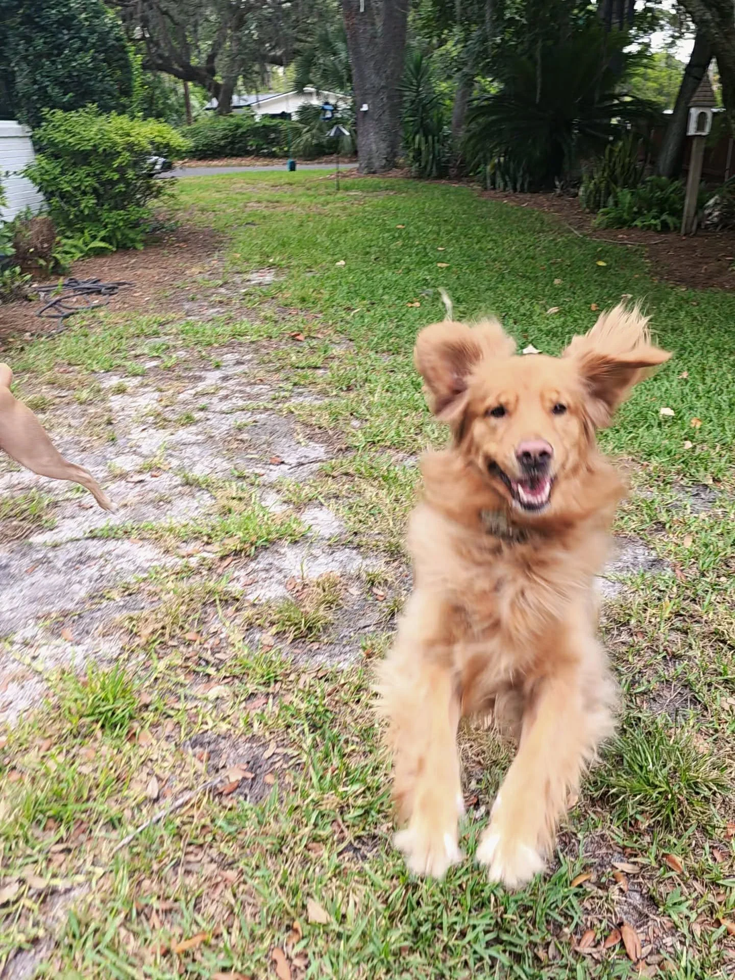 A young, light brown dog running toward the camera on a grassy yard with trees and shrubs in the background.