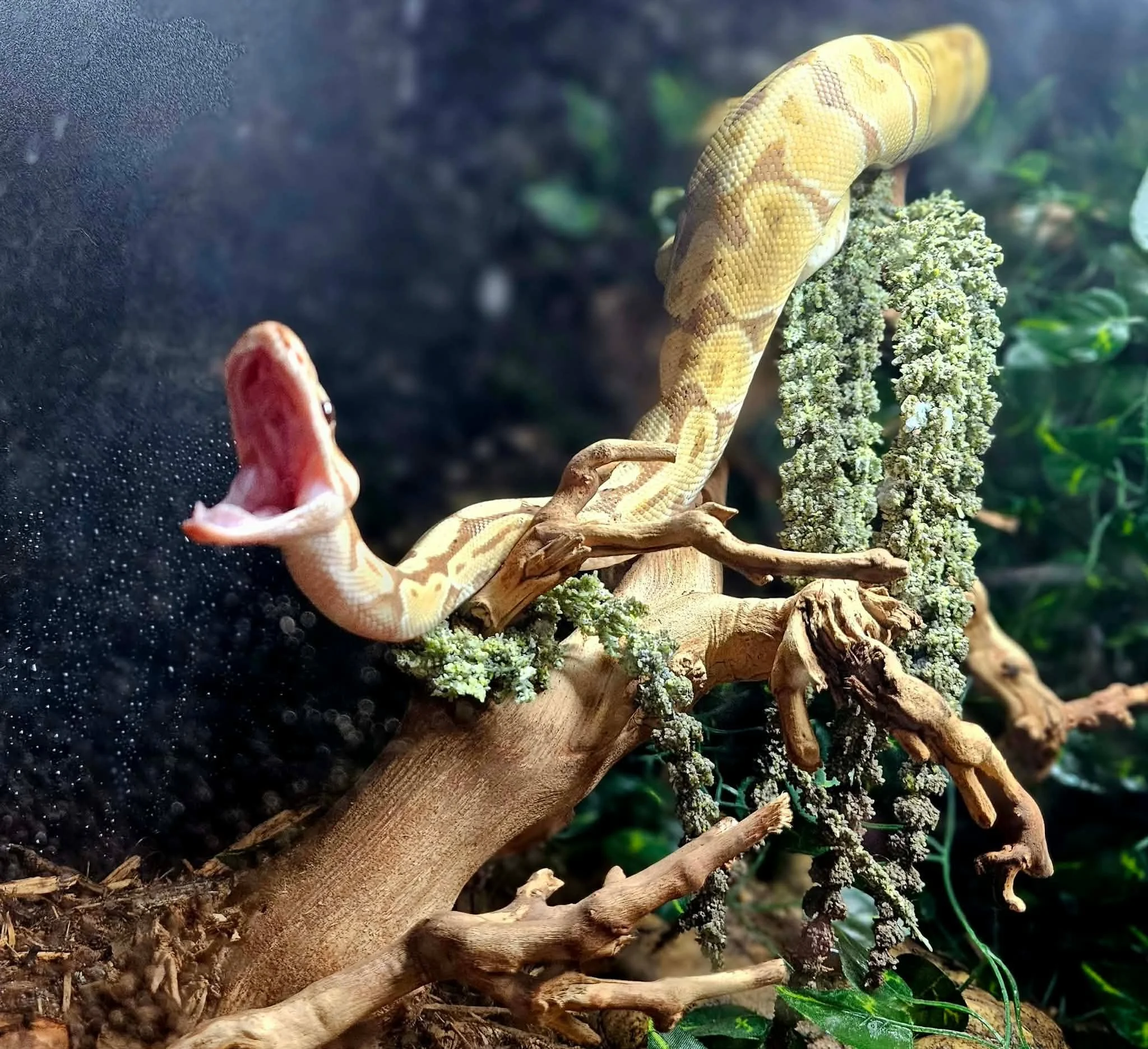 Yellow and brown patterned ball python snake on a branch surrounded by green foliage and moss.