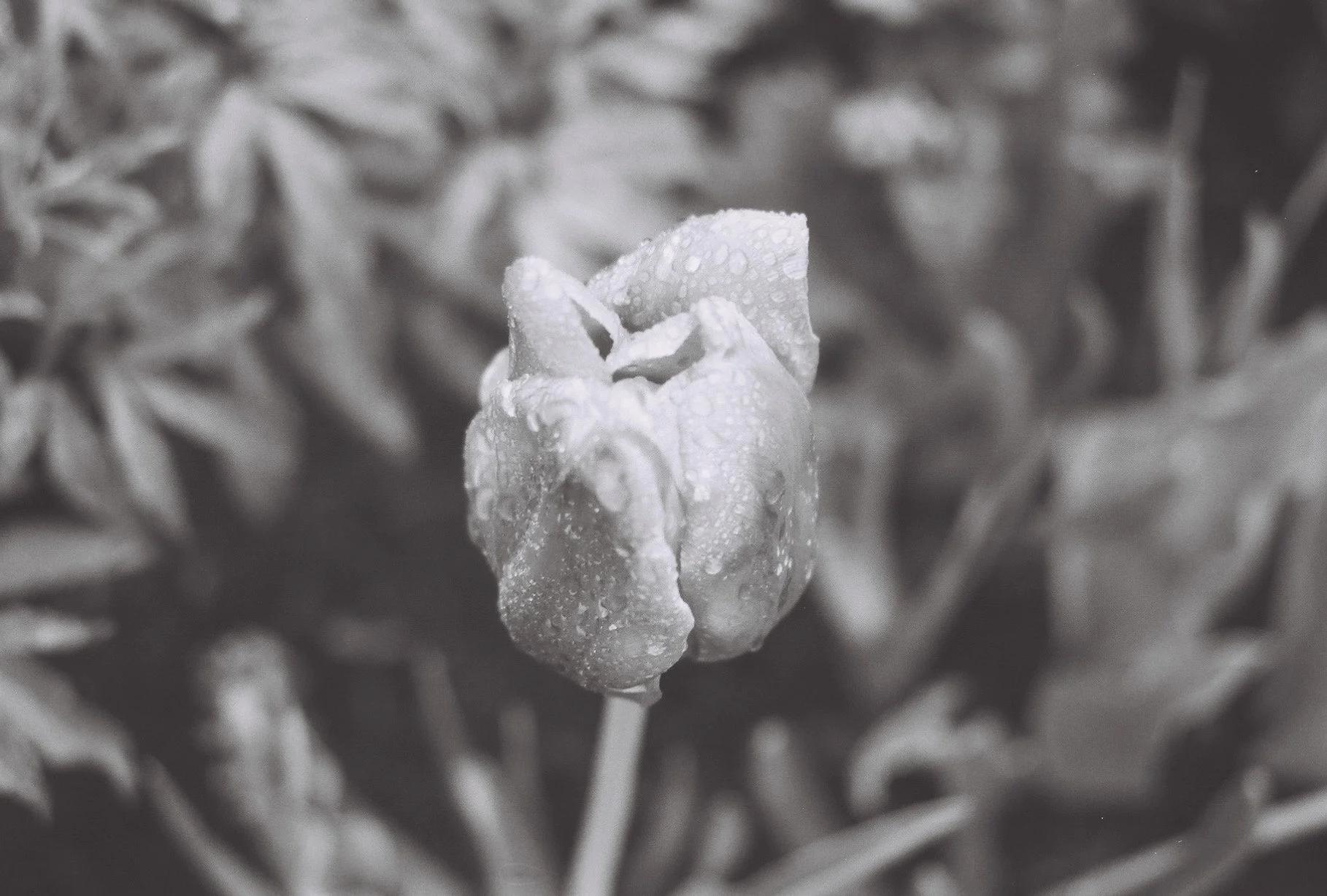 IMG_5034.jpeg