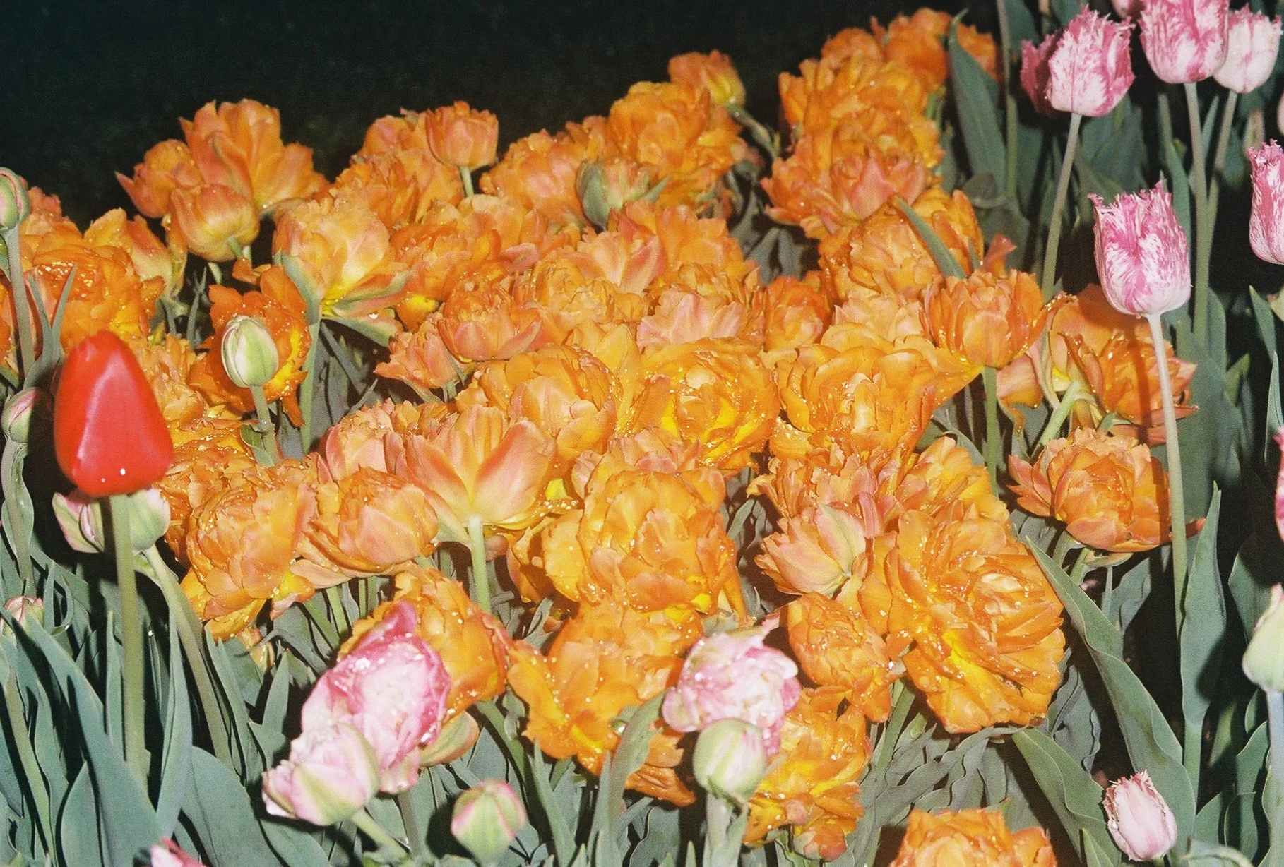 IMG_5233.jpeg