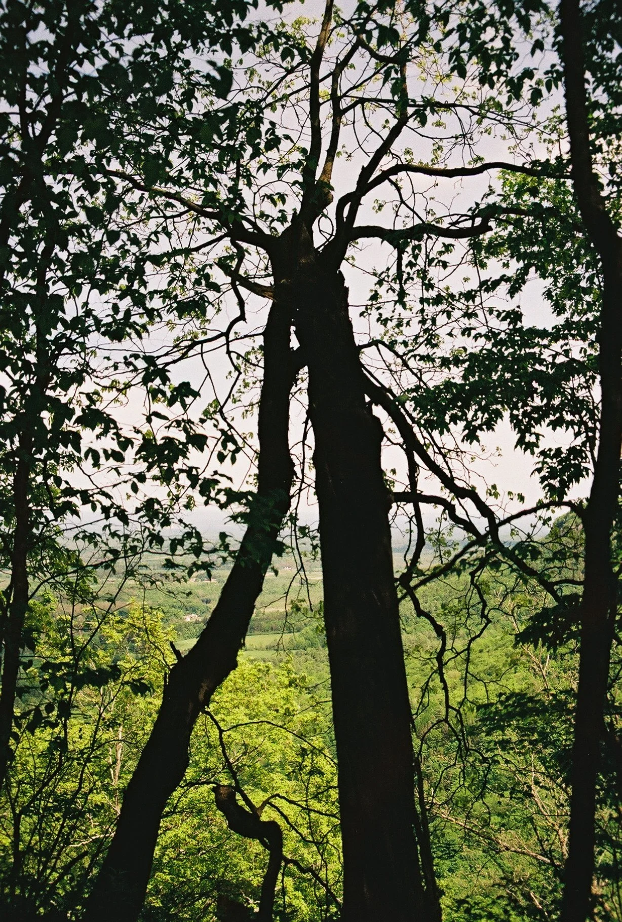 IMG_9923.jpeg