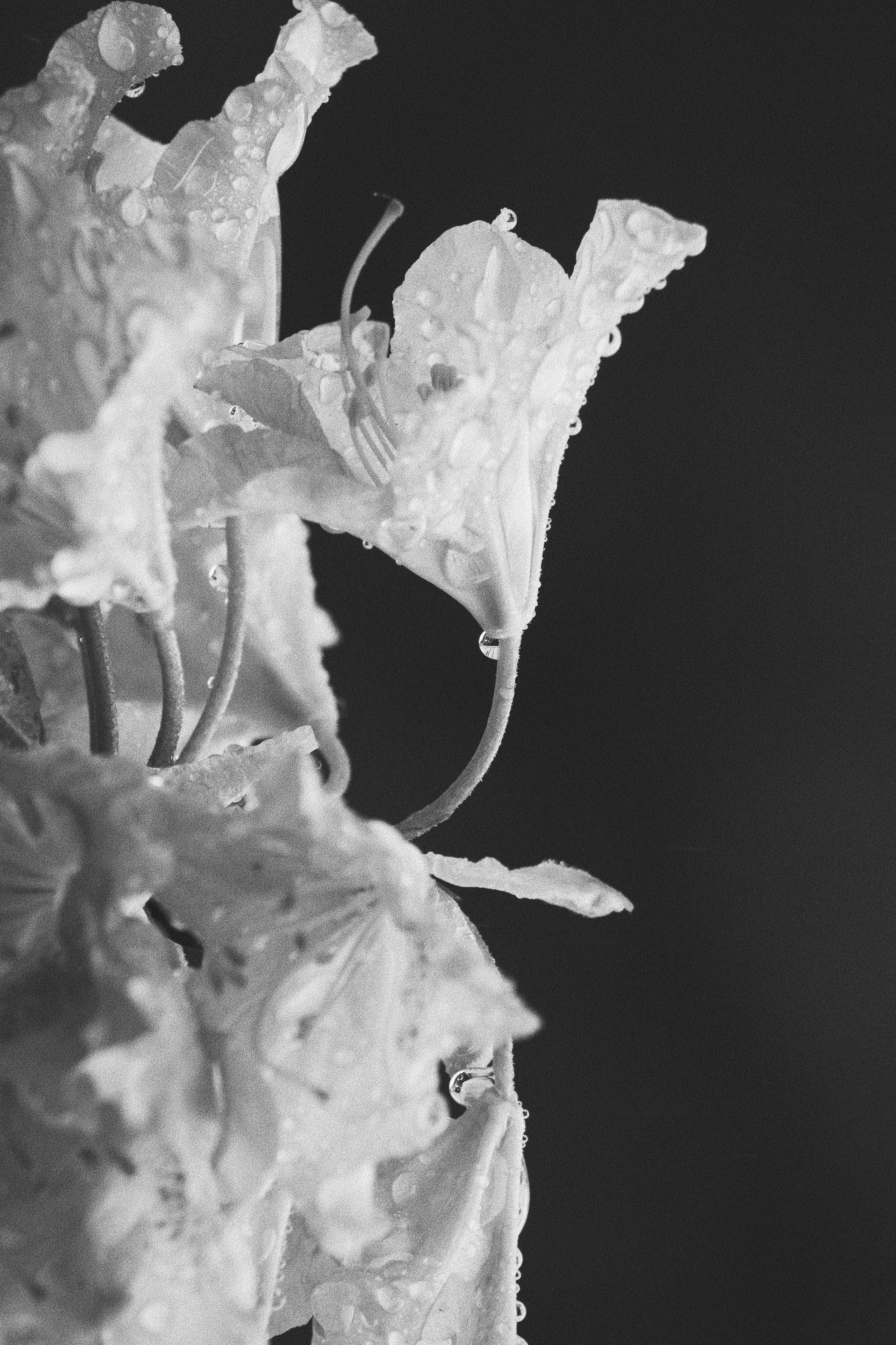 265F9343-6DBC-4A83-B80F-9FDC3961558C.jpeg