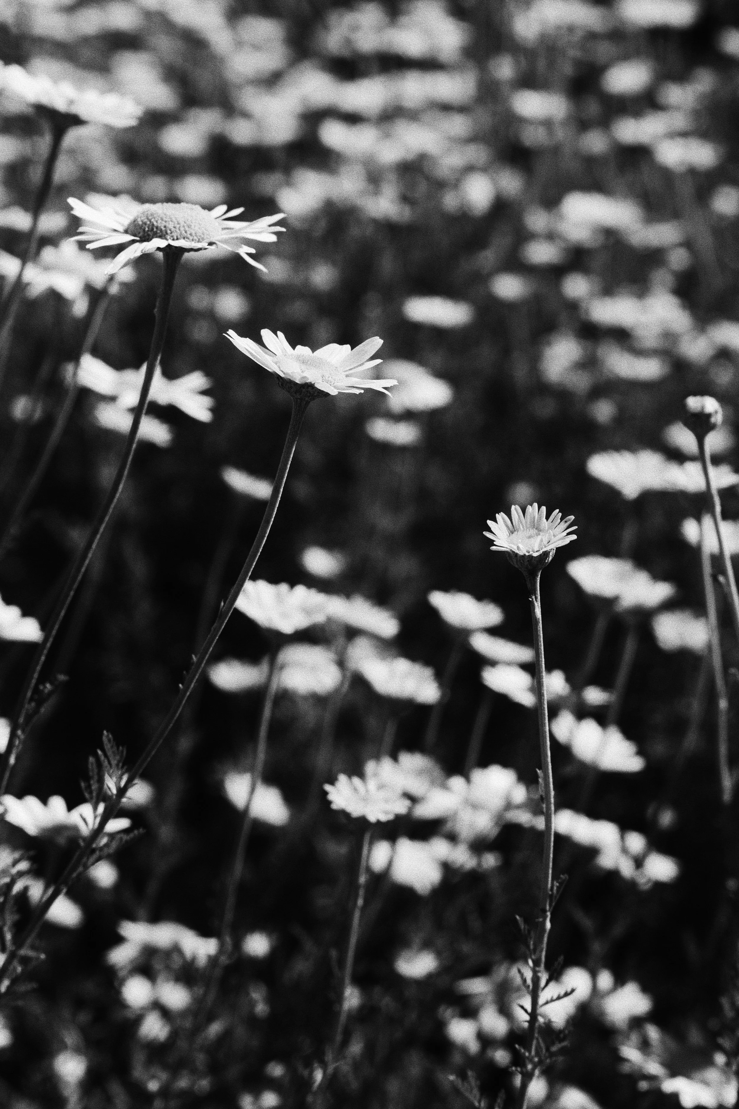 A9E68BCE-7C94-42AB-B16A-90B0EA46A2EE.jpeg