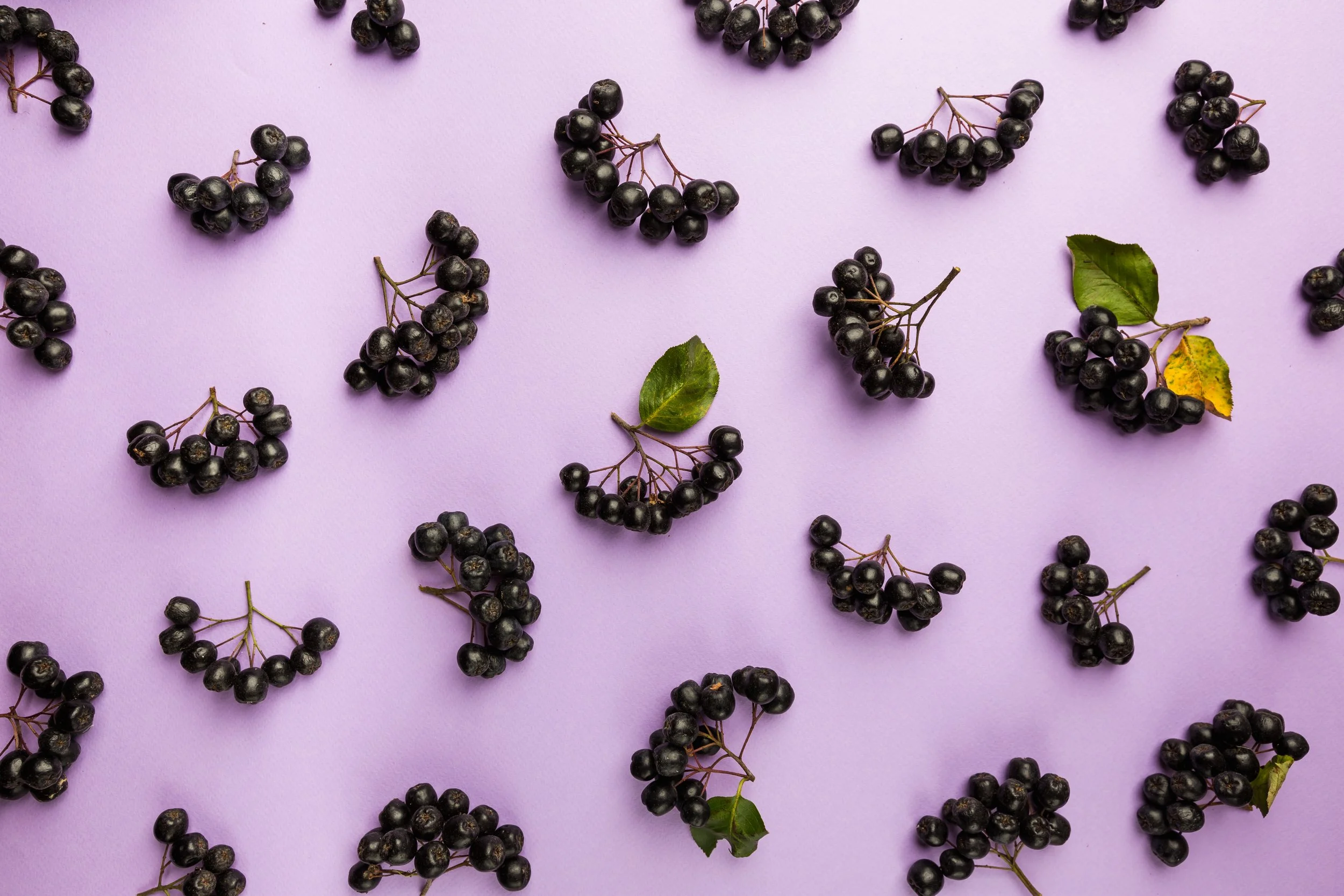 Aronia – die Beere mit den Superkräften: heimisches Superfood für Mensch &amp; Hund