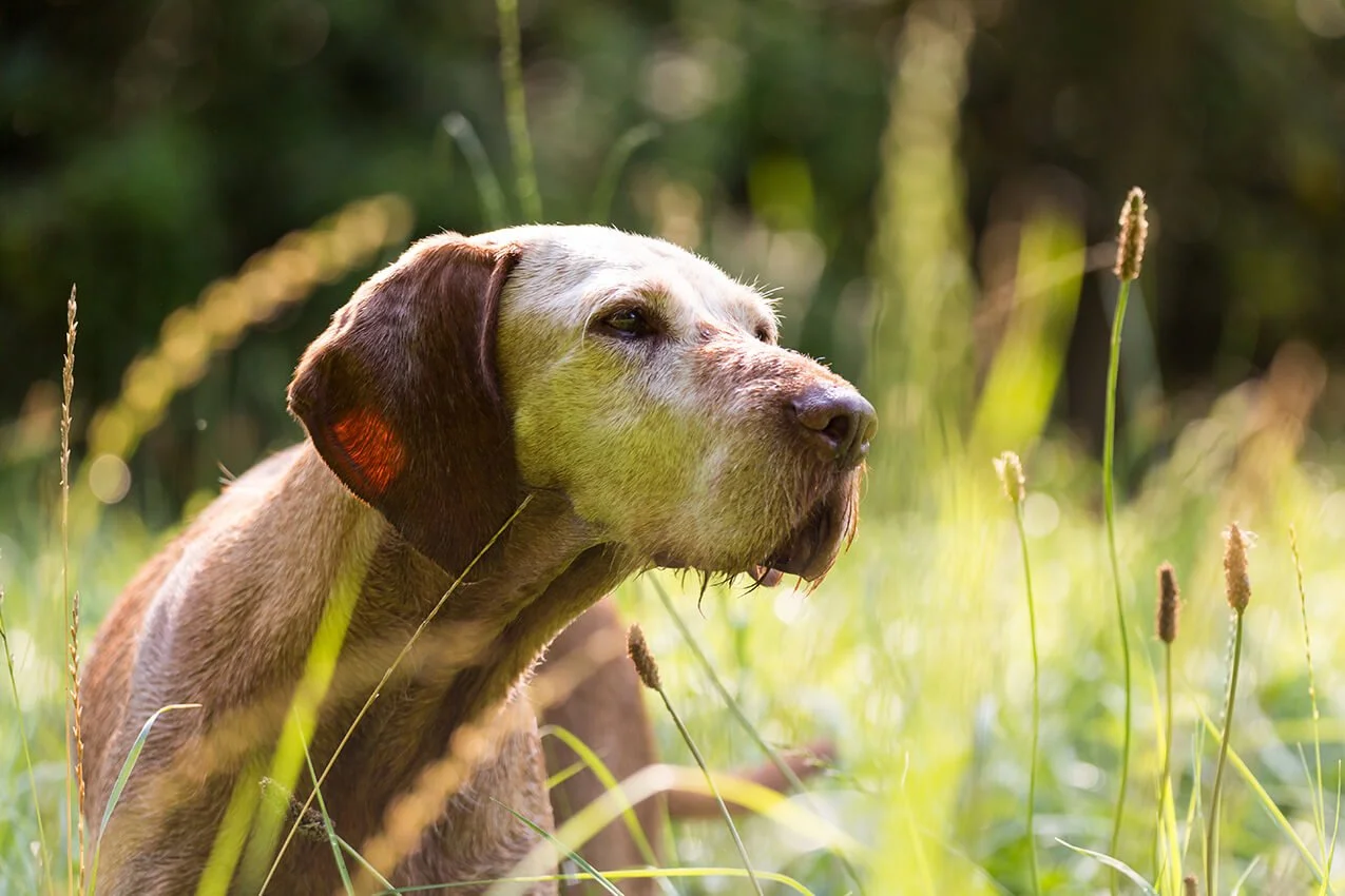 Warum Hunde nicht so alt werden wie Menschen