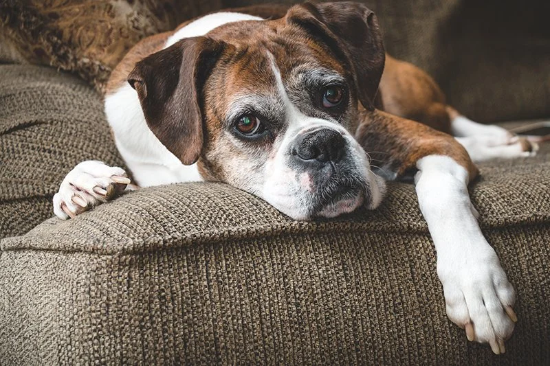 Wenn Hunde altern: Was im Körper wirklich passiert