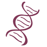 Symbol einer DNA-Doppelhelix in Bordeaux, das das Thema Longevity ausdrückt