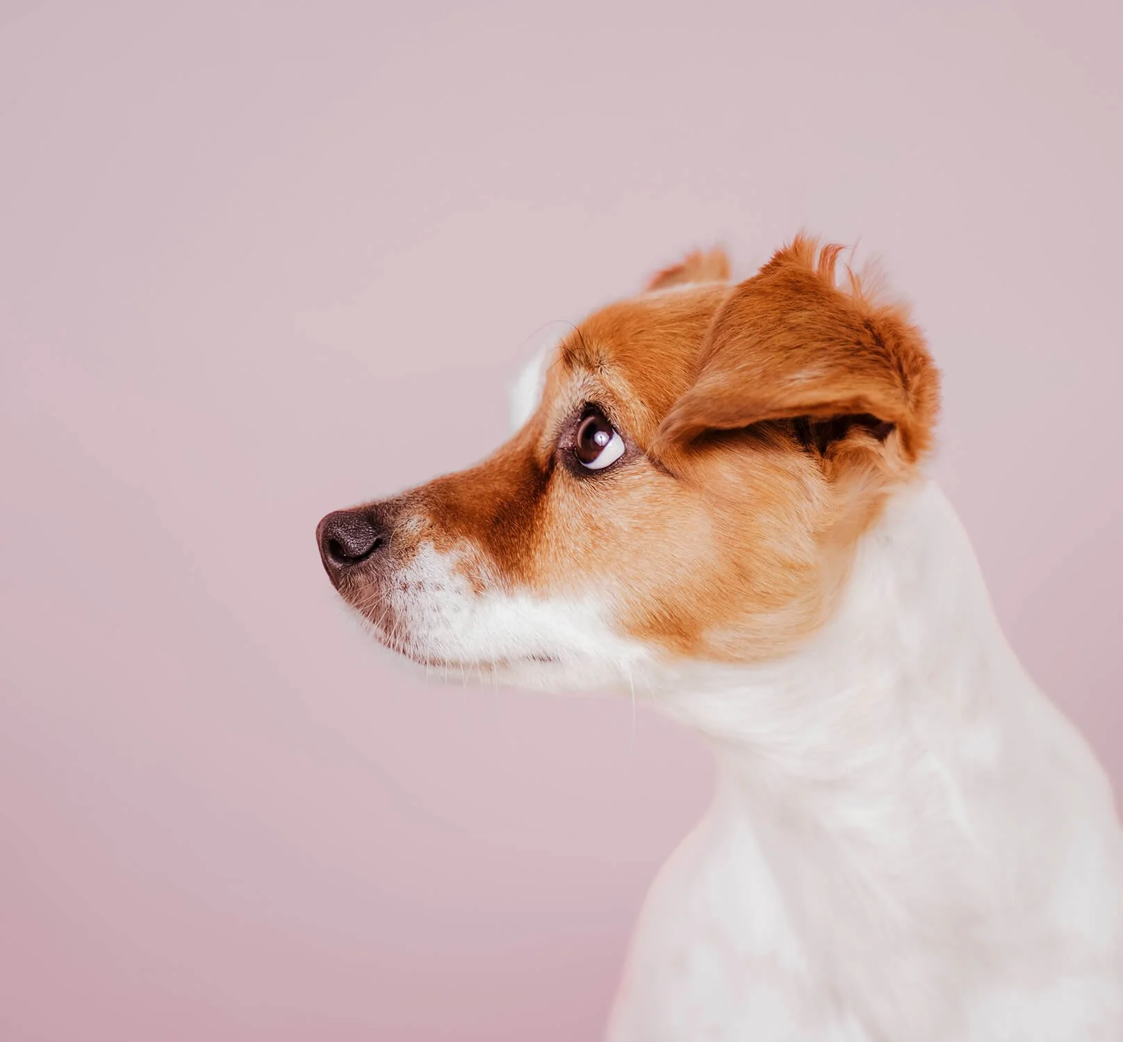 Nahaufnahme eines Hundes, der nach links schaut, mit braun-weißer Fellfarbe, vor einem hellrosa Hintergrund.