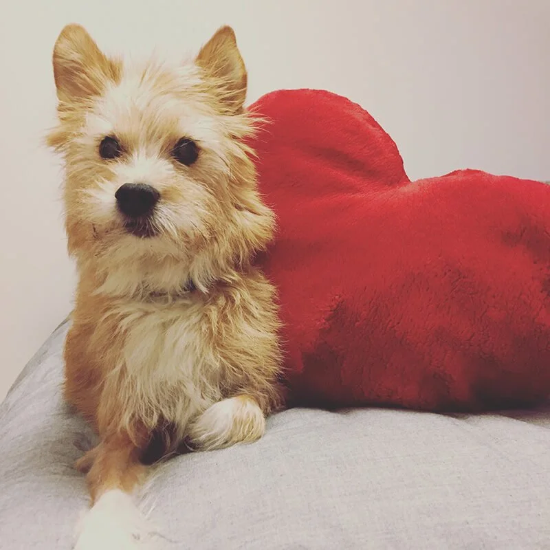 Ein kleiner, pelziger Hund mit hellbraunem Fell sitzt neben einem roten Herzkissen auf einem grauen Sofa.