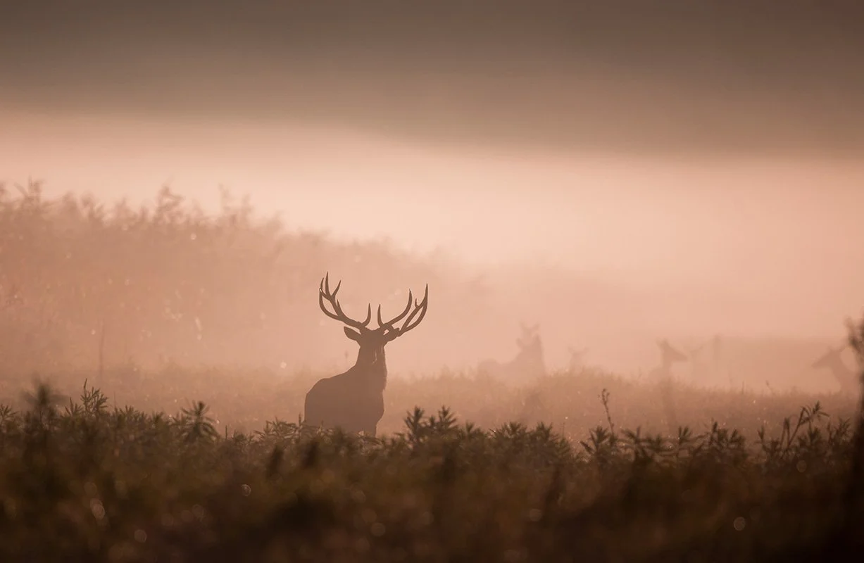 Ein Hirsch mit großen Geweihen steht im Nebel in einem Waldgebiet, im Hintergrund sind weitere Hirsche zu sehen.