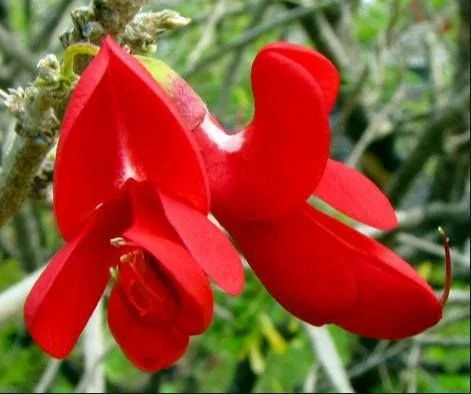 Red exotic flower in a lush green garden.