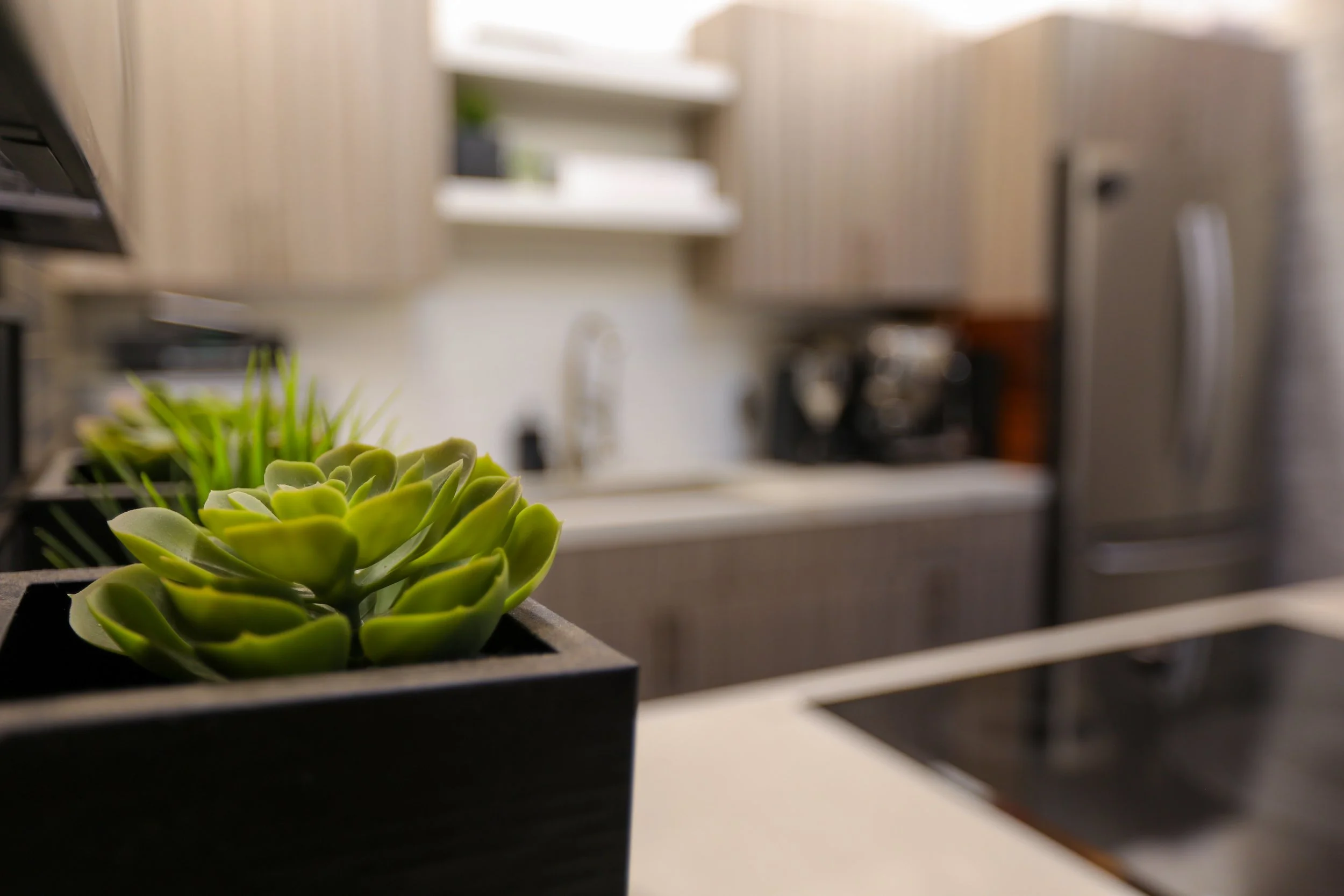 Close-up of a green succulent plant in a black pot on a kitchen countertop, with a blurred kitchen background.