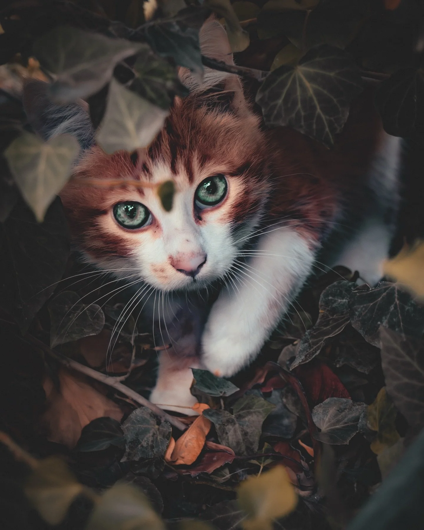 Do you ever feel like some photos just look back at you? 👀🐾

I found this little one quietly hiding between the leaves&hellip; and for a moment, it felt like we were both just observing each other.

No rush, no movement, just a pause. 
Those eyes, 