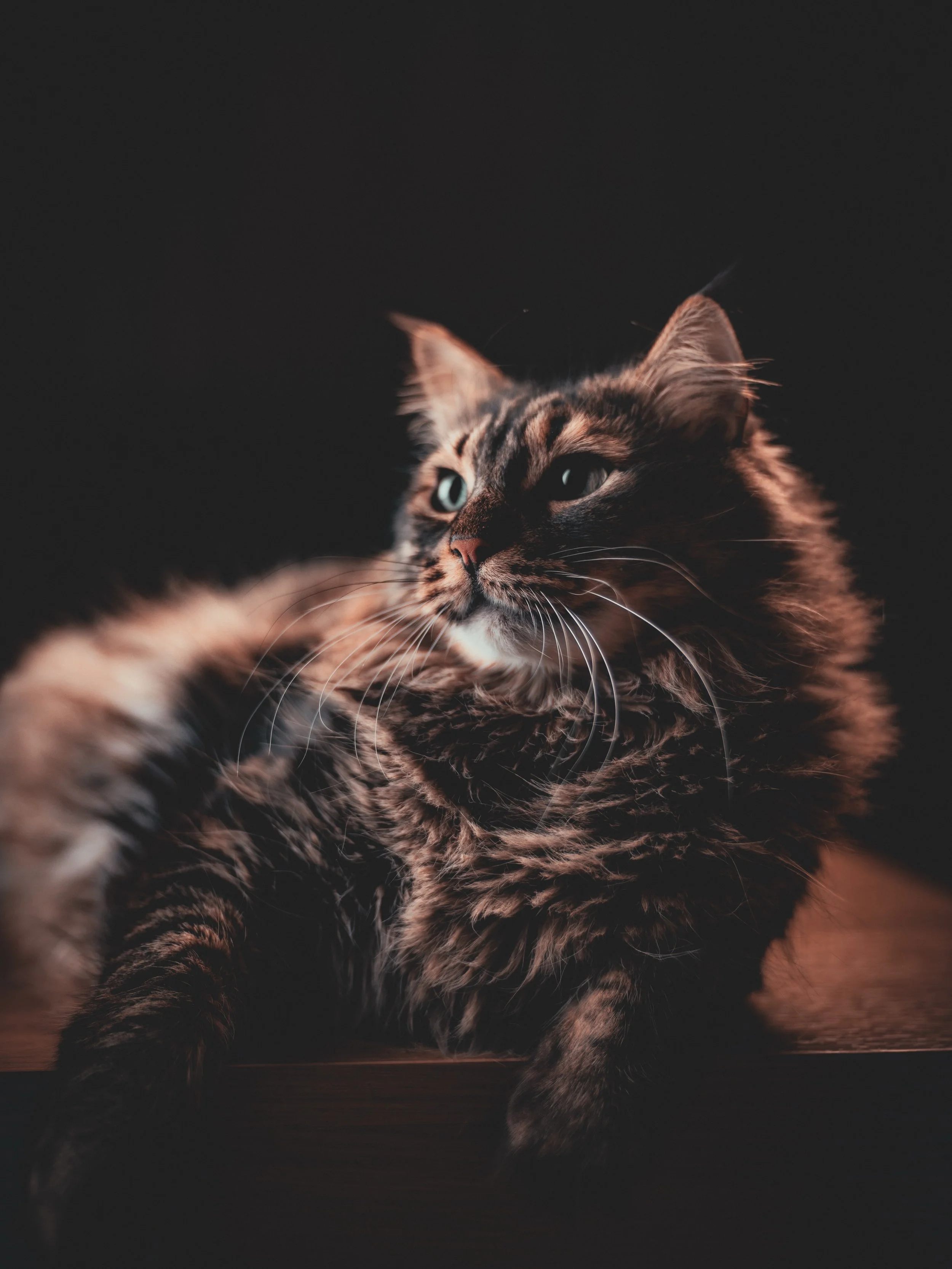 Felis is back&hellip; and honestly, I think he knows he is photogenic. 🐾✨

There is something about cats and quiet light that always feels cinematic. No posing, no direction&hellip; they just exist exactly as they are, and somehow that becomes the w