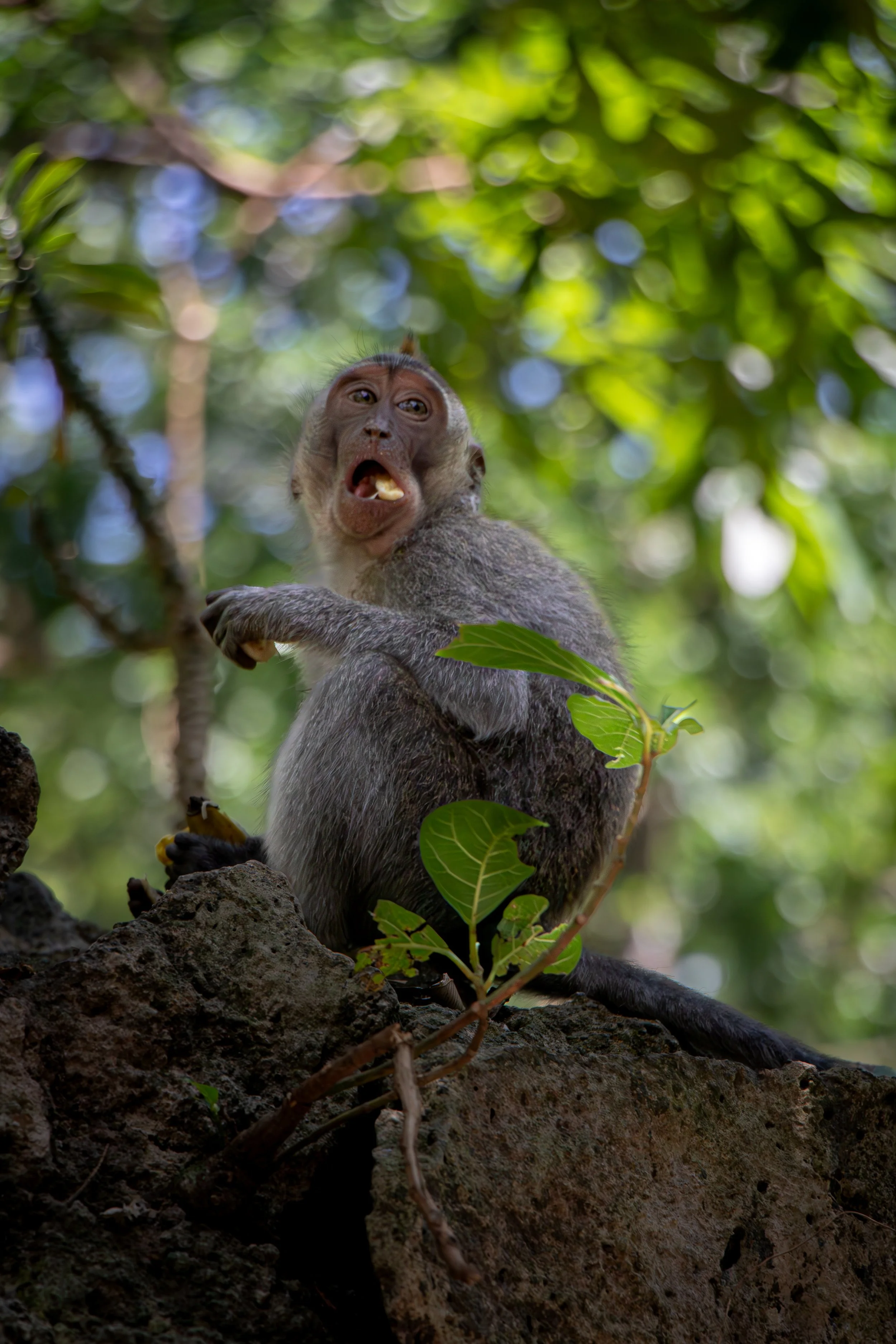 A monkey sitting on a rock in a lush green forest, making a surprised or startled facial expression.
