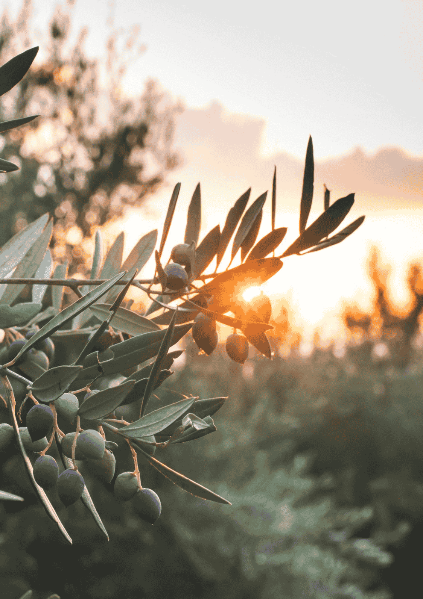 Morning light through the branches of an olive tree