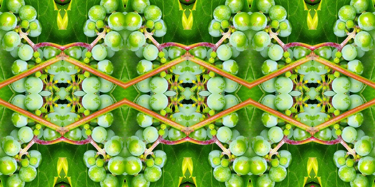 GSS WILD GRAPE PATTERN