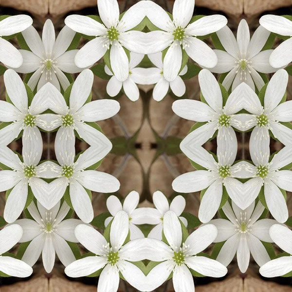White Hepatica Swatch.jpg