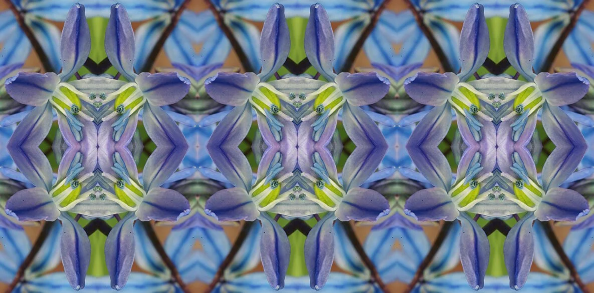 SILLIA SIBERICA PATTERN