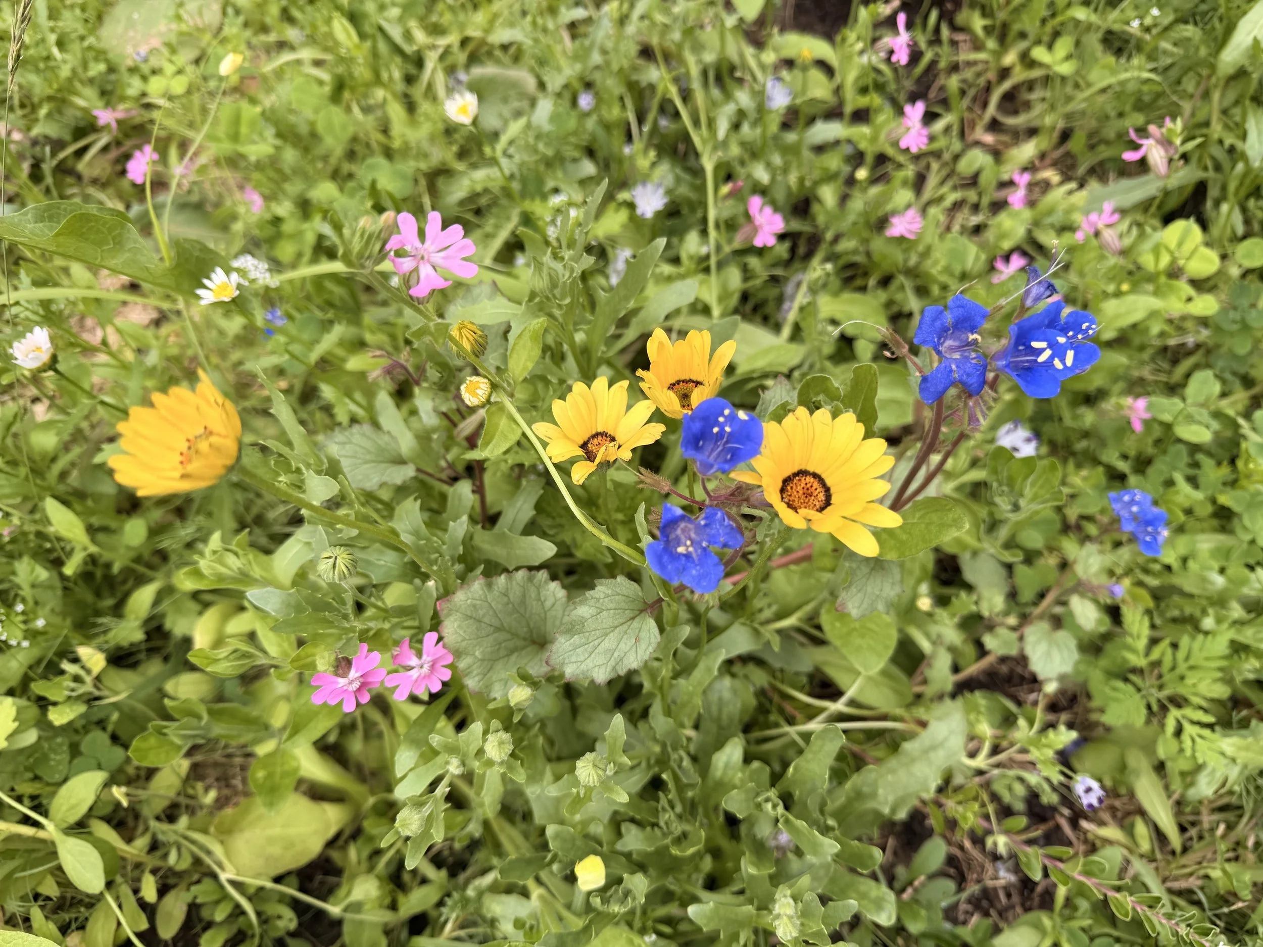 IMG_3574.jpeg