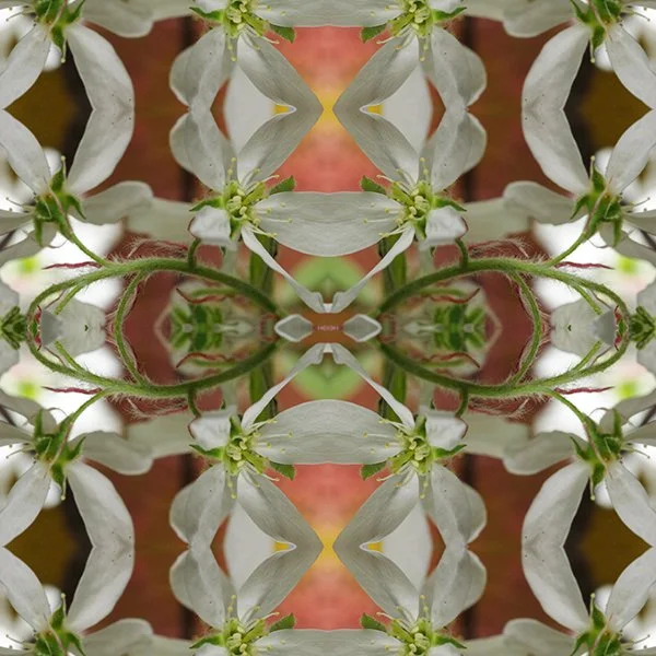 Pattern Swatch Shadblow.jpg