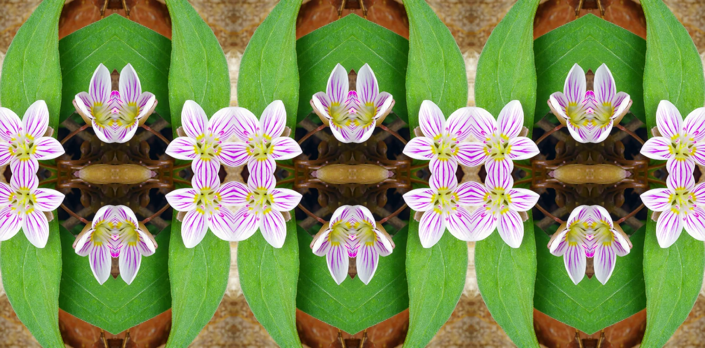 PINK CLAYTONIA PATTERN