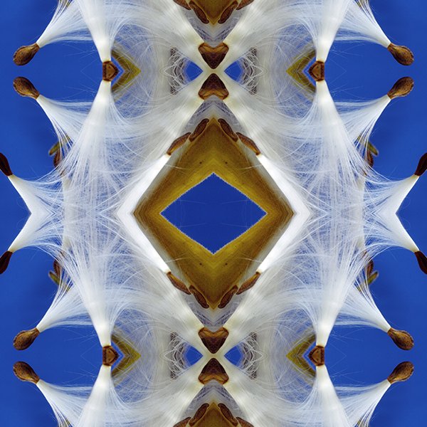 Asclepias Blue Sky Milkweed Swatch .jpg