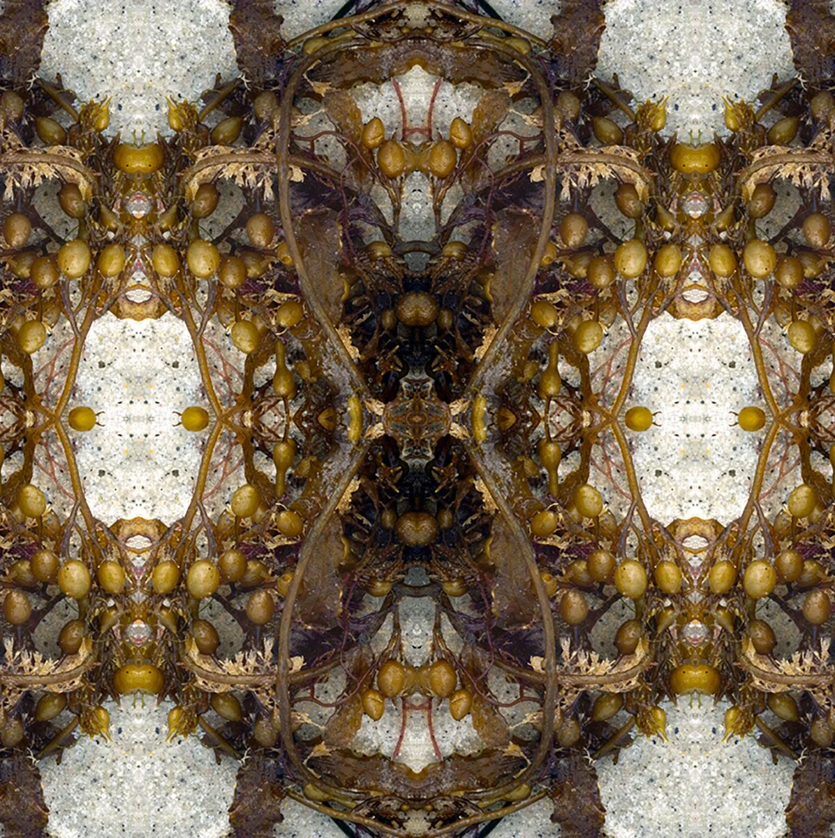Pitch book pattern Bladderwrack seaweed Swatch.jpg