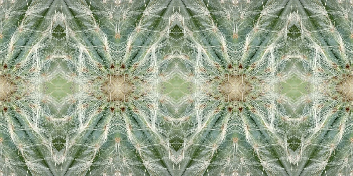 Organ Cactus Pattern.jpg