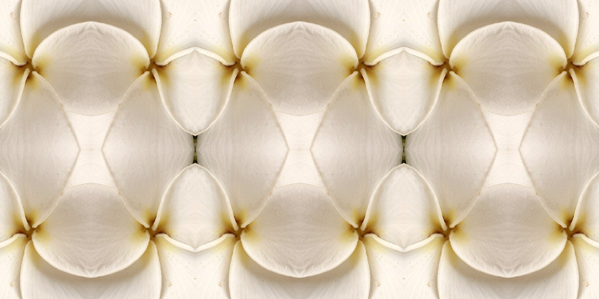WHITE PLUMERIA PATTERN