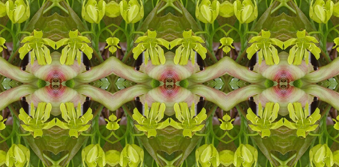 MAPLE FLOWER PATTERN