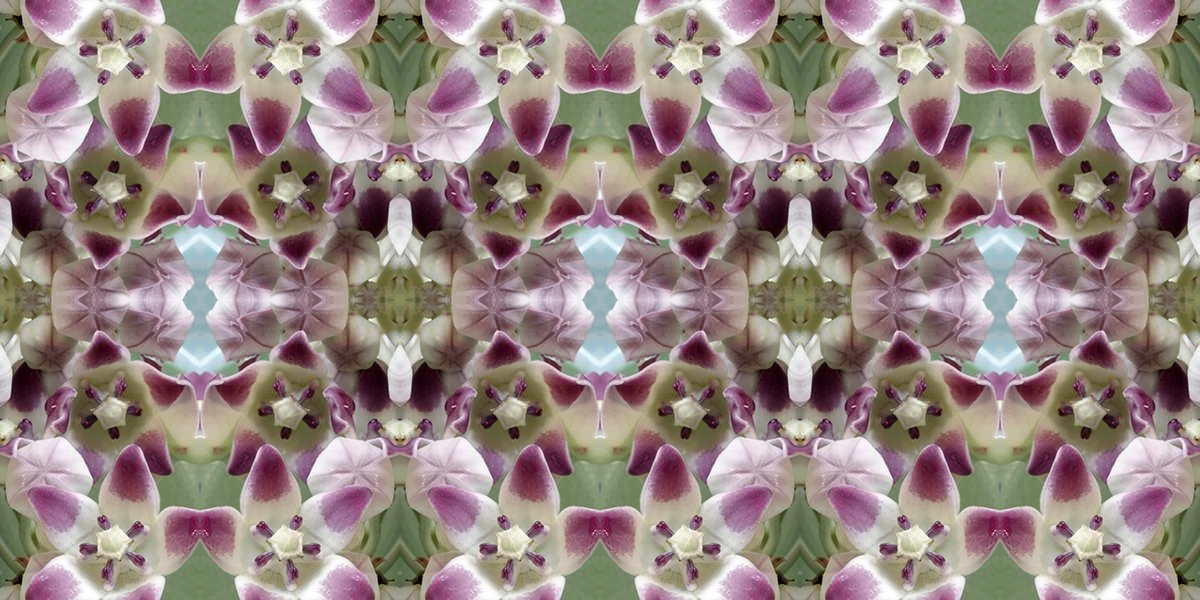 Calitropis Milkweed