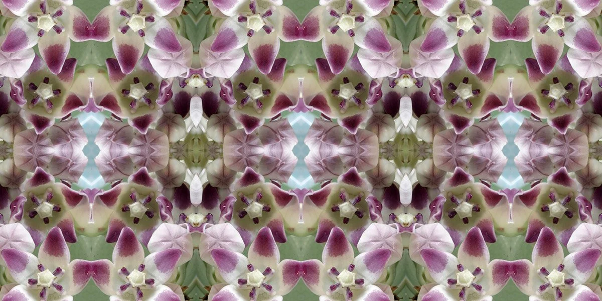 CALOTROPIS MILKWEED PATTERN