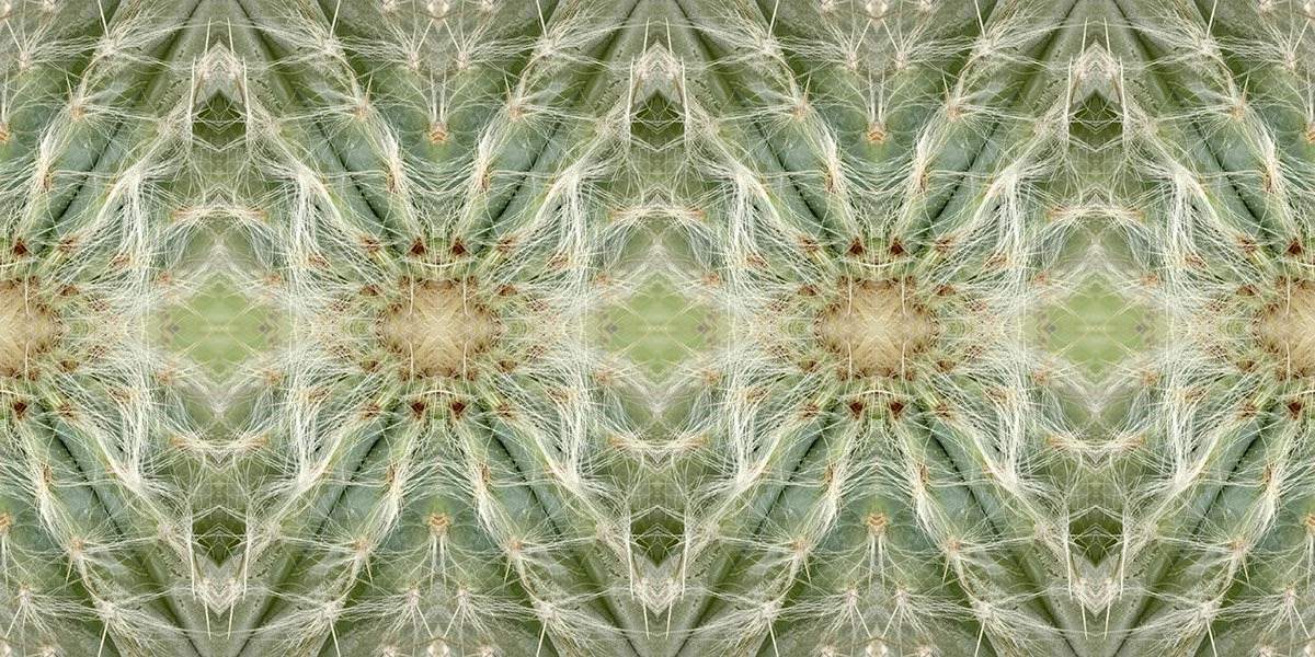 ORGAN CACTUS PATTERN