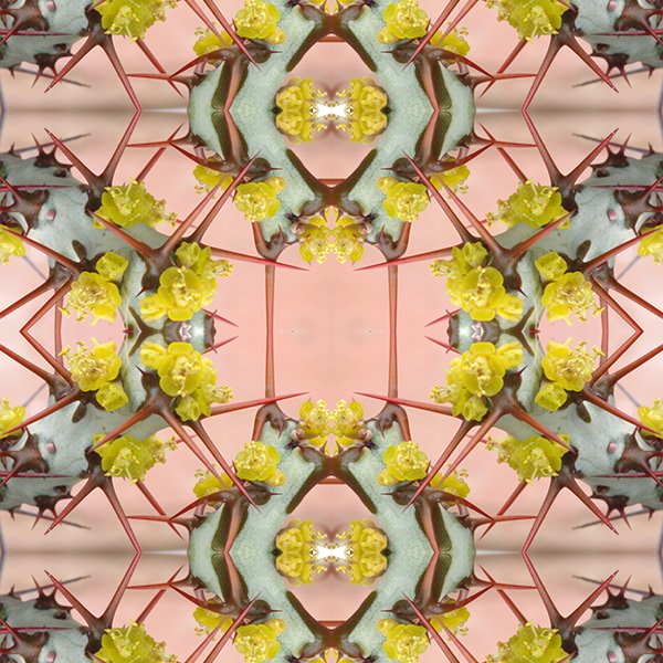 Pink Euphorbia.jpg