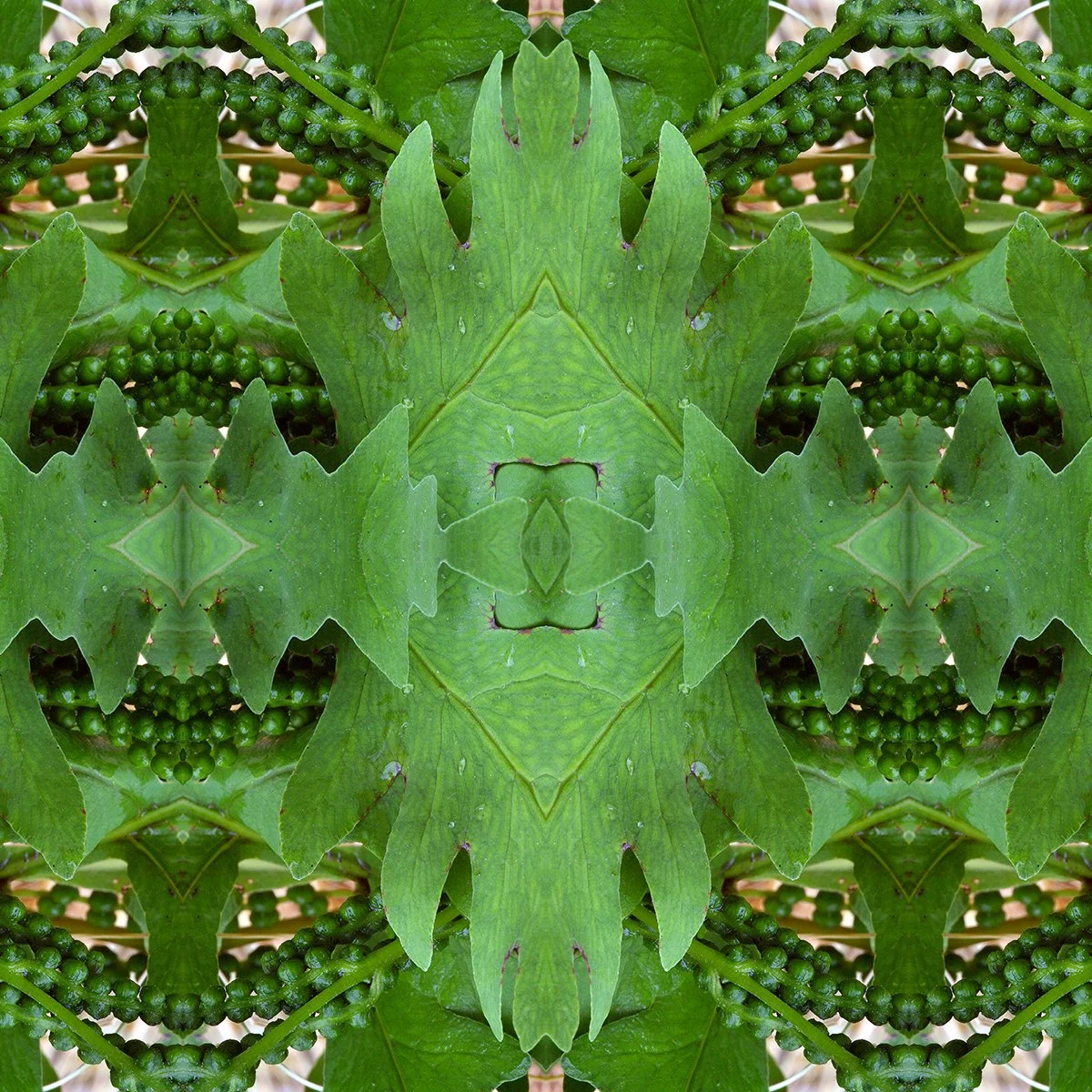 Spring fertile Sensitive fern swatch.jpg