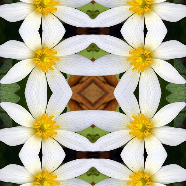 Bloodroot Swatch copy.jpg