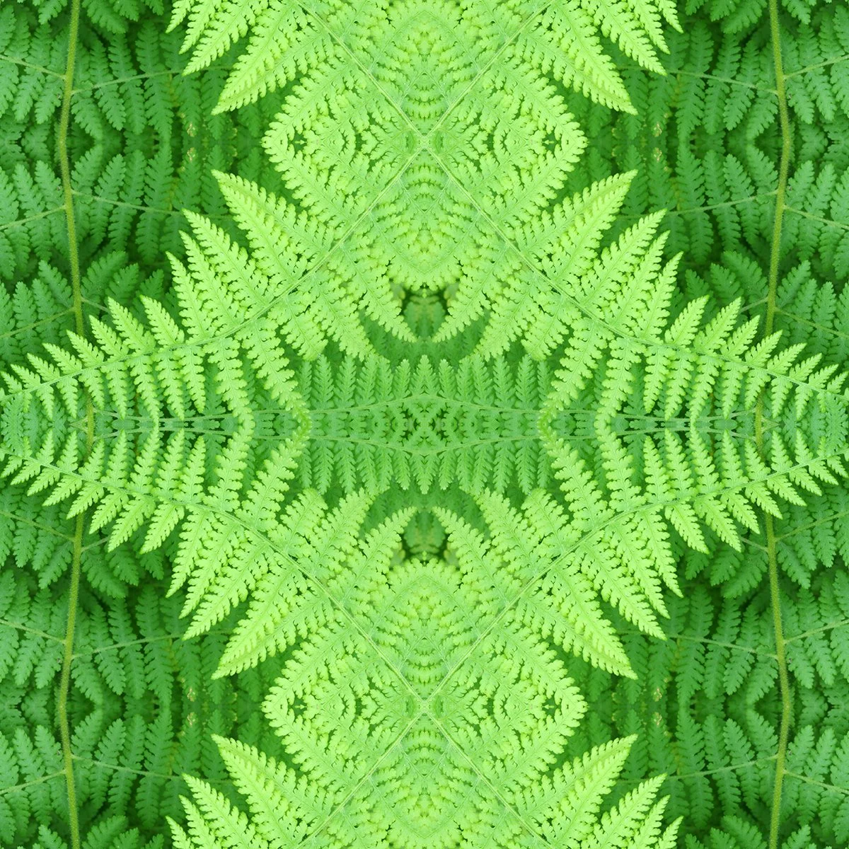 Hayscented Fern Pattern Swatch.jpg