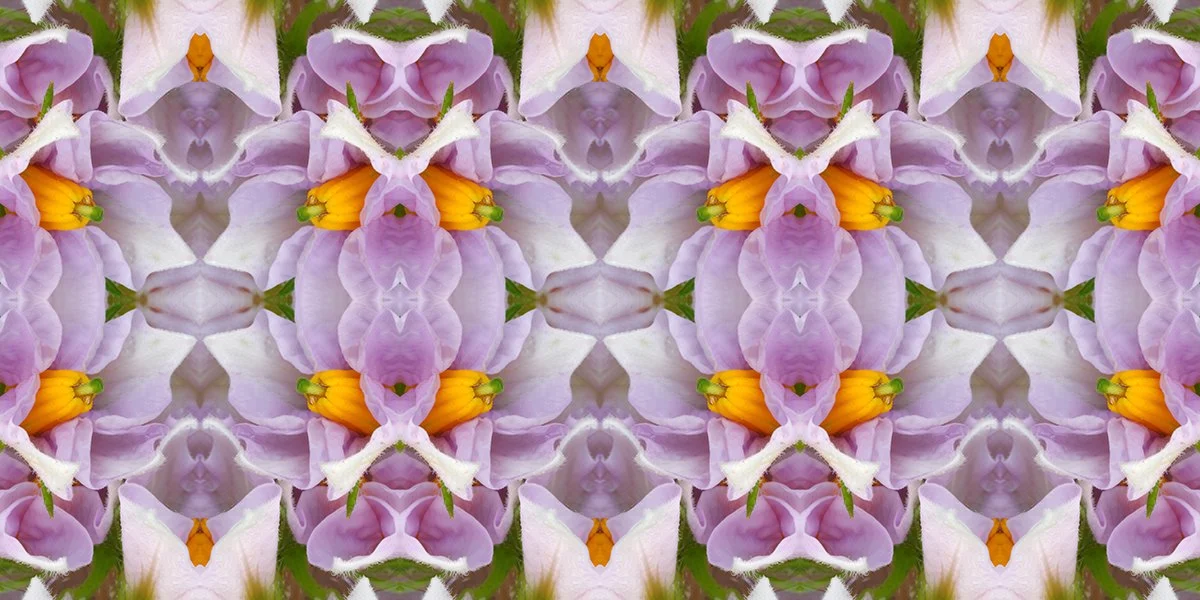 Potato Blossom