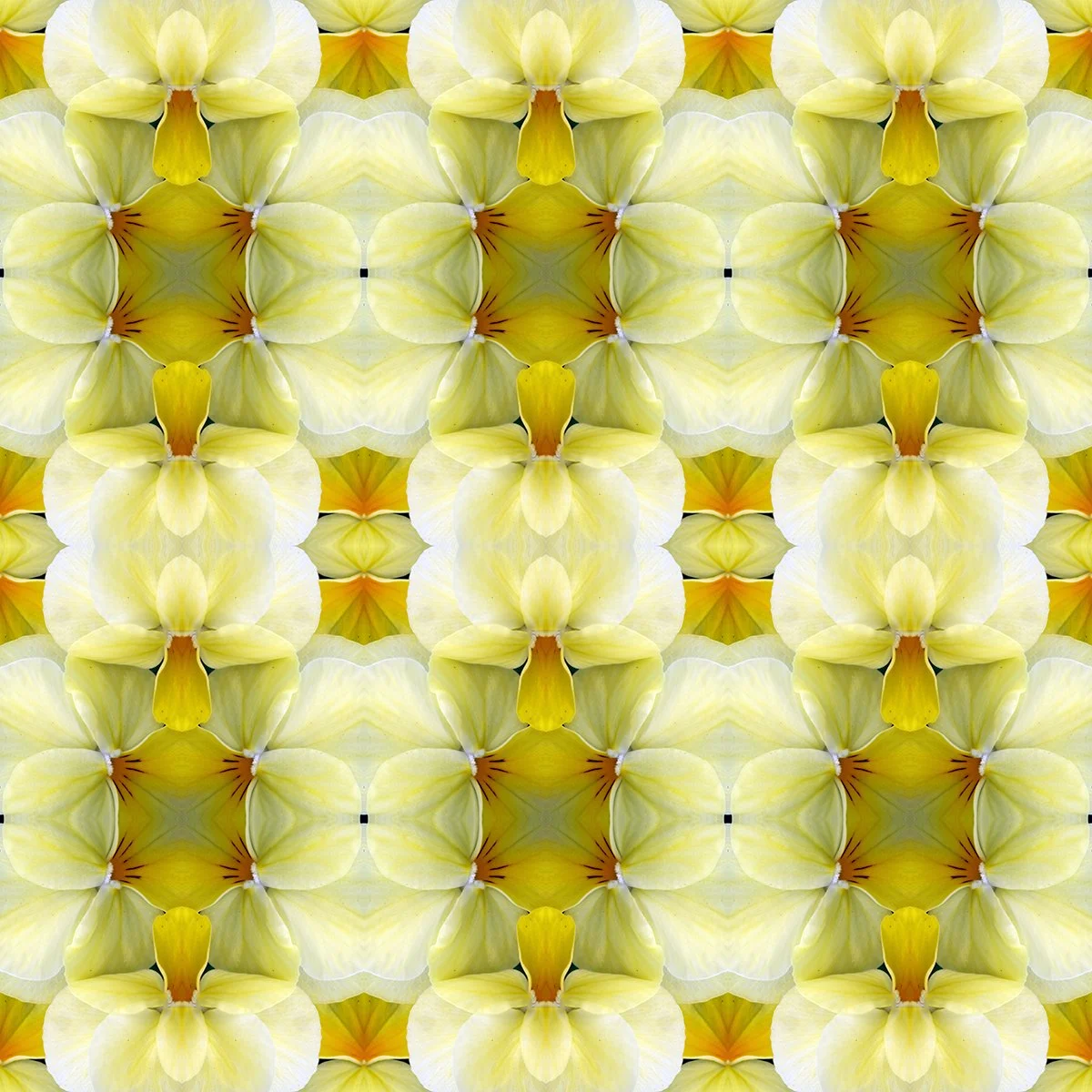 Yellow Violets Swatch.jpg