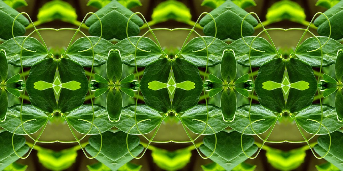 PEA SHOOTS PATTERN
