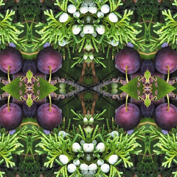 Product Swatch Beach Plum Juniper Berry.jpg