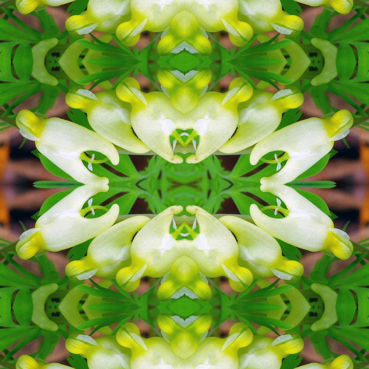 Dutchman's Breeches.jpg