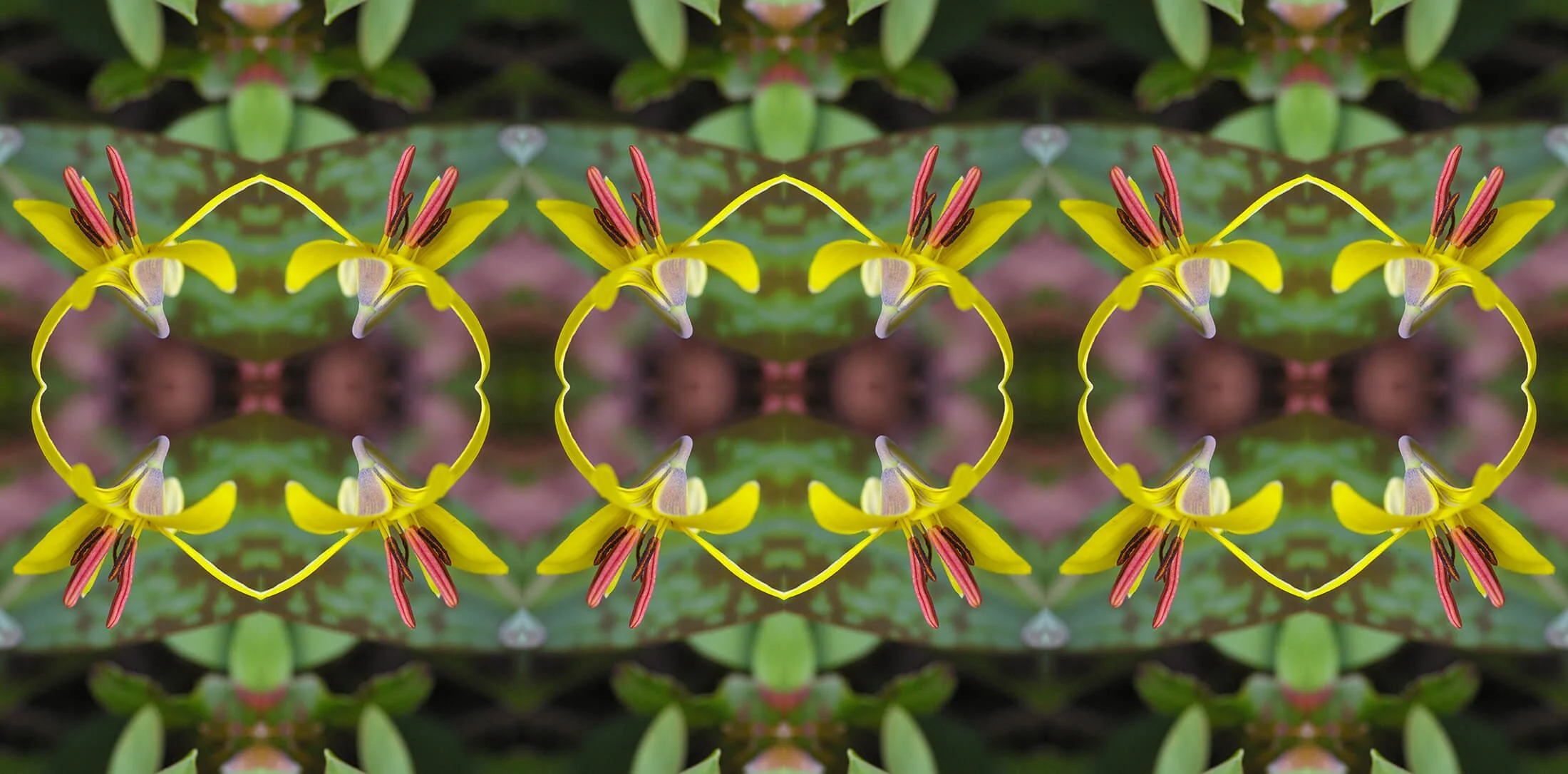 FAWN LILY PATTERN
