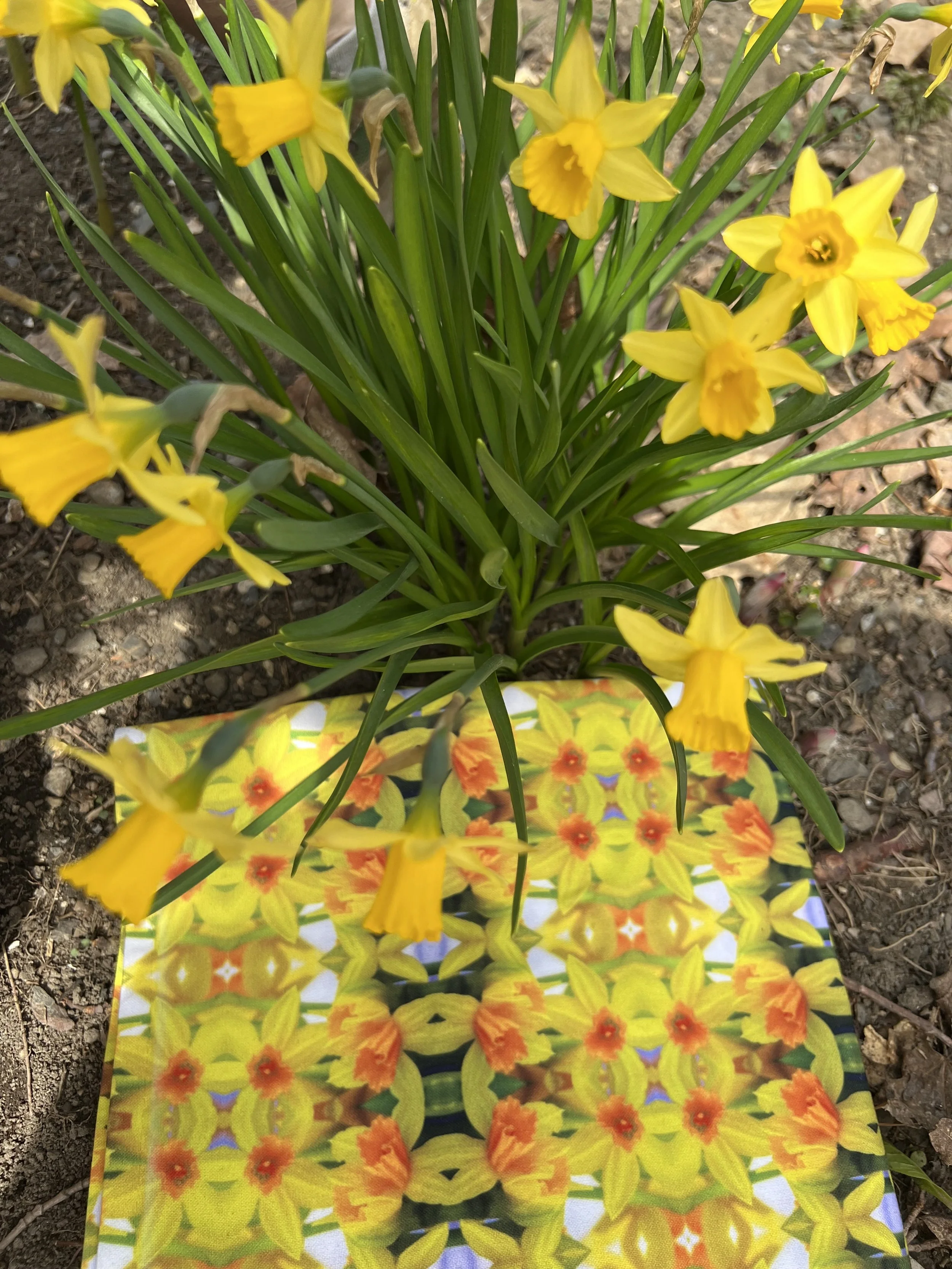 Symmagery Mini Daffodils Placemat