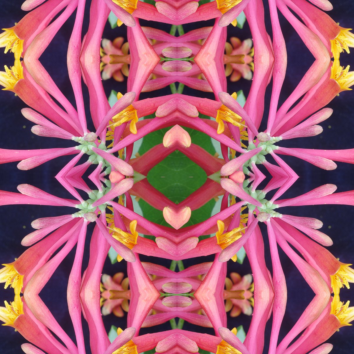 Honey suckle Pattern Swatch.jpg