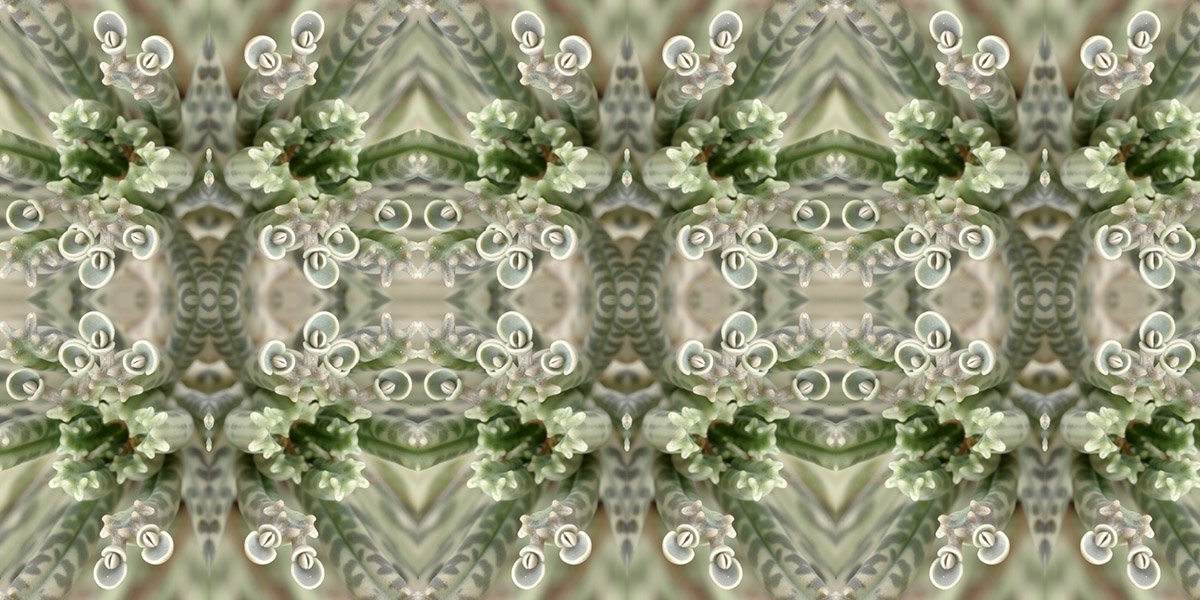 ST. JOHN MYSTERY PLANT PATTERN