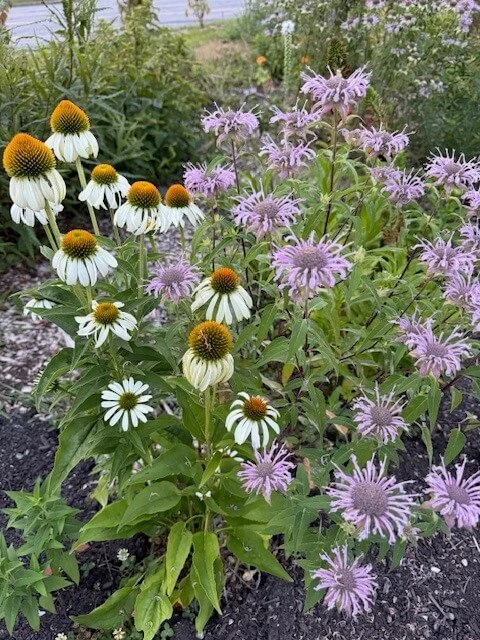 symmagery-design_garden-design-8204.jpg
