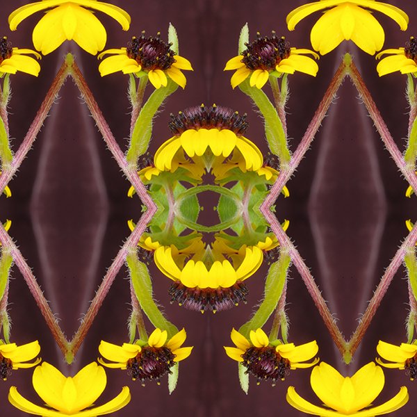 Brown Eyed Susan Pattern Swatch.jpg